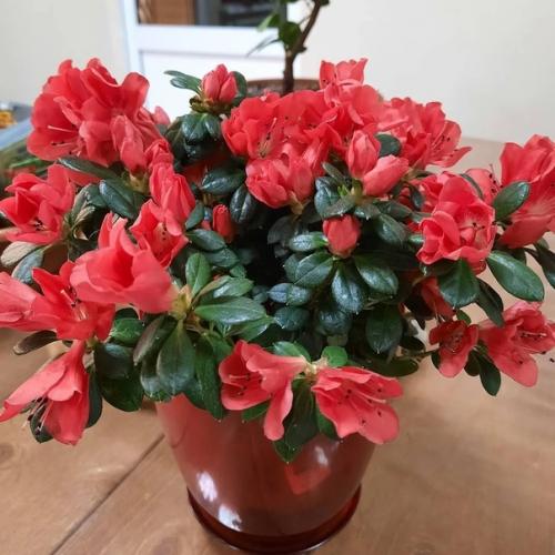 6 домашних растений, которые не нужно часто переставлять (рискуете убить цветы). 04