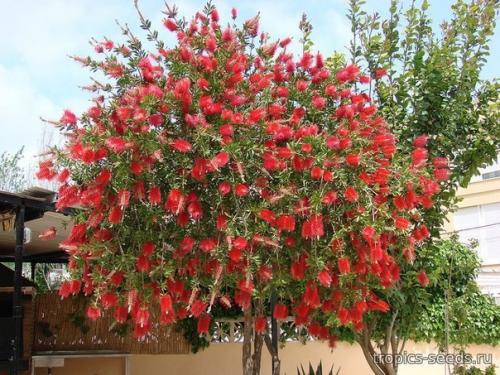 Каллистемон относится к семейству миртовых и представляет собой вечнозеленые деревья, а также кустарники. 01