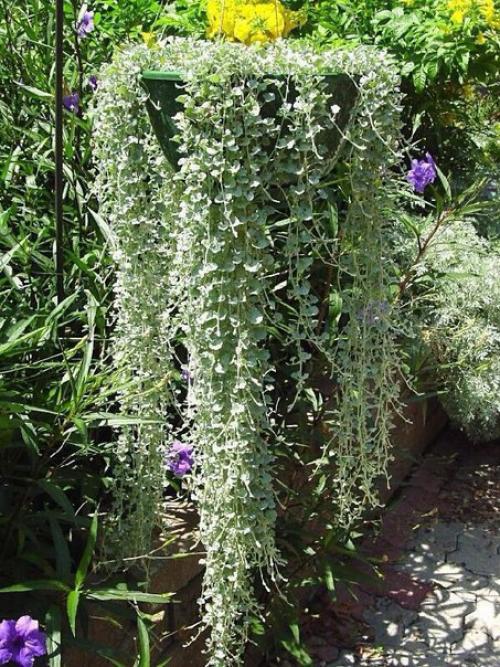 Ампельные комнатные растения или ампели - это декоративные растения с длинными гибкими побегами, которые въются вверх или стелются по земле. 06