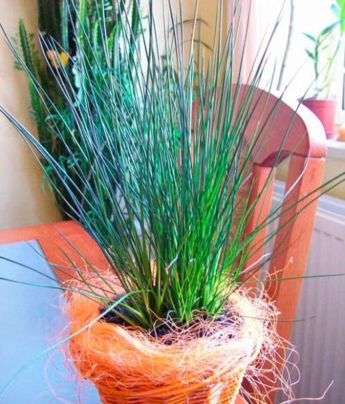 Джункус (ситник.   Такое растение, как джункус или ситник является чем-то новым и не совсем обычным для дизайна интерьеров. 04