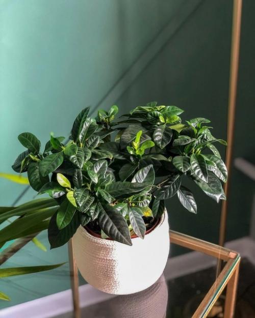 5 привычных комнатных растений, за которыми очень сложно ухаживать. 06