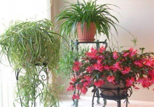 Ампельные комнатные растения или ампели - это декоративные растения с длинными гибкими побегами, которые въются вверх или стелются по земле. 04