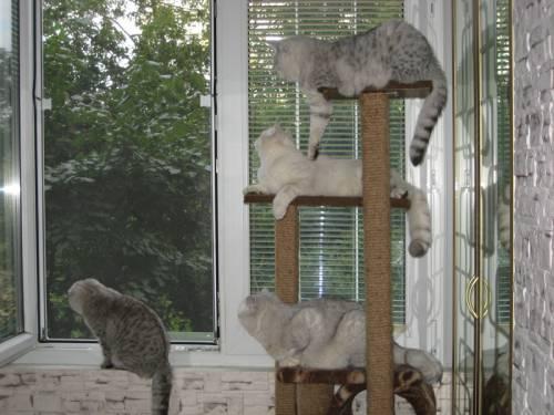 Мы обустраиваем балкон для кошки. 06