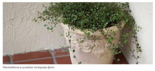 Мюленбекия?  Мюленбекия - изящная, лианоподобная представительница семейства гречишные. 04