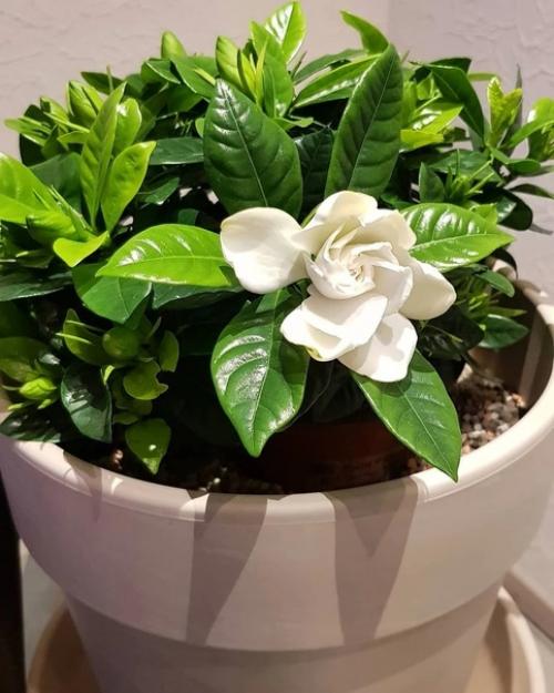 5 привычных комнатных растений, за которыми очень сложно ухаживать. 05