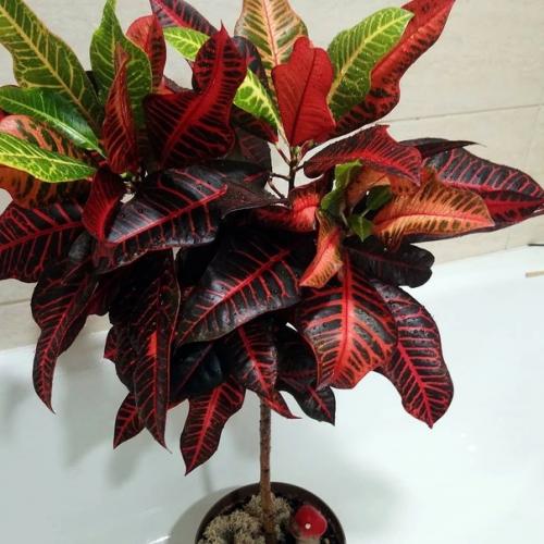 5 привычных комнатных растений, за которыми очень сложно ухаживать. 08