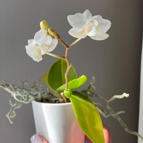 6 домашних растений, которые не нужно часто переставлять (рискуете убить цветы). 02