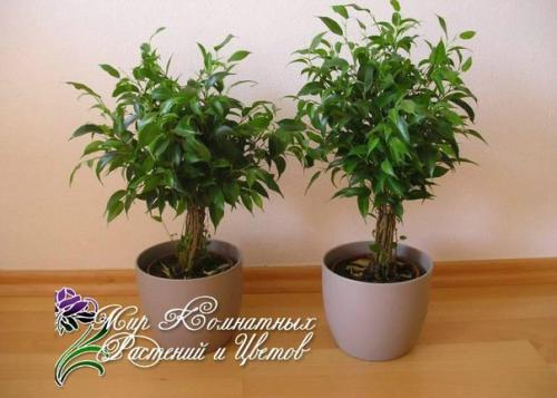 Фикус бенджамина? 

В офисе, в квартире, в торговых центрах или других помещениях - где только не стоят вазоны с фикусами.  