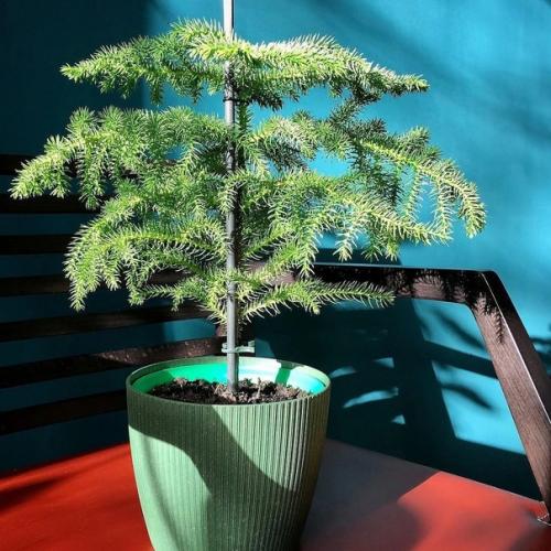 5 привычных комнатных растений, за которыми очень сложно ухаживать. 03