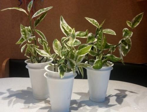 Педилантус титималоидный: уход и размножение. 03 Педилантус титималоидный: уход и размножение. 03