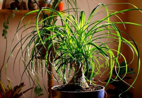 Топ - 10 простых в уходе комнатных цветов. 04