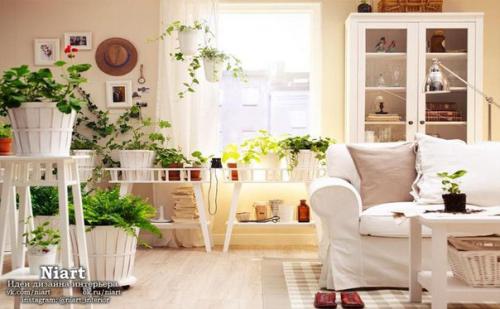 Какие растения для квартиры выбрать. 03