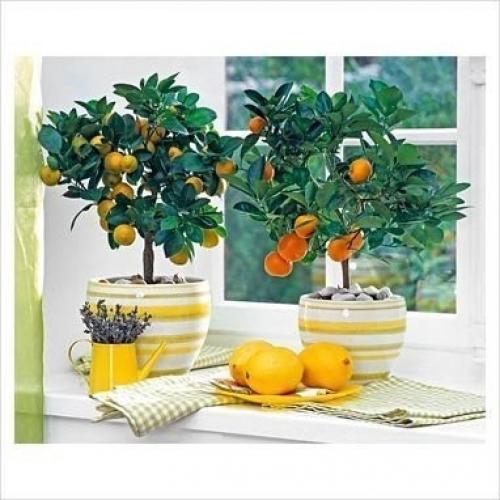 С чего начать выращивание лимона дома. 02