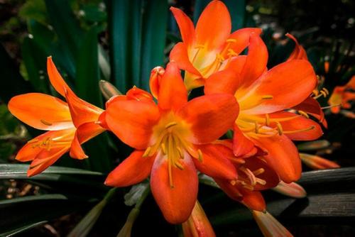 Топ - 10 простых в уходе комнатных цветов. 05