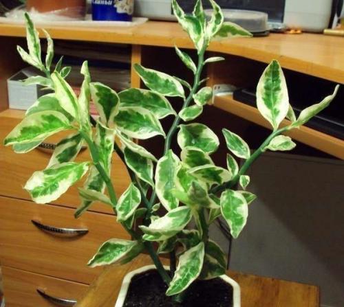 Педилантус титималоидный: уход и размножение. 05 Педилантус титималоидный: уход и размножение. 05