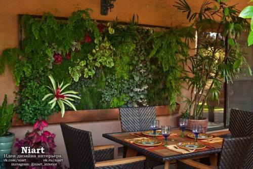 Какие растения для квартиры выбрать. 05