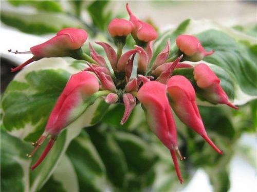 Педилантус титималоидный: уход и размножение. 04 Педилантус титималоидный: уход и размножение. 04