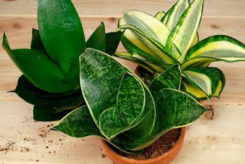 Топ - 10 простых в уходе комнатных цветов. 01