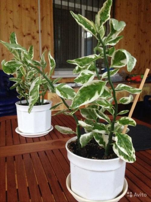 Педилантус титималоидный: уход и размножение. 02 Педилантус титималоидный: уход и размножение. 02