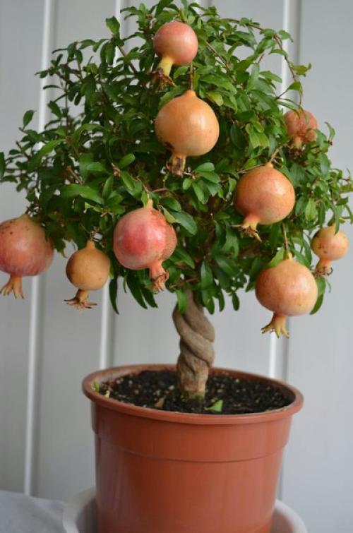 Кулон из настоящего карликового граната. 02