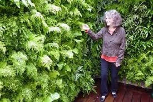 Комнатный папоротник.  Папоротник. 02