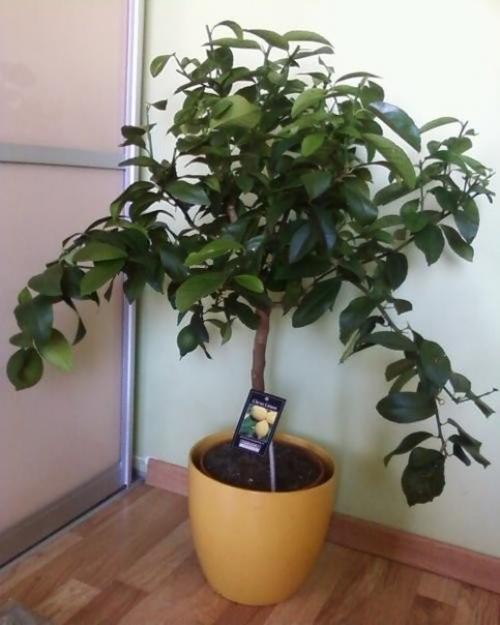 С чего начать выращивание лимона дома. 06