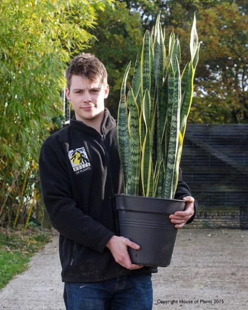 Как выбрать растение мужчине. 03