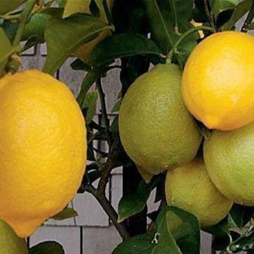 С чего начать выращивание лимона дома. 03
