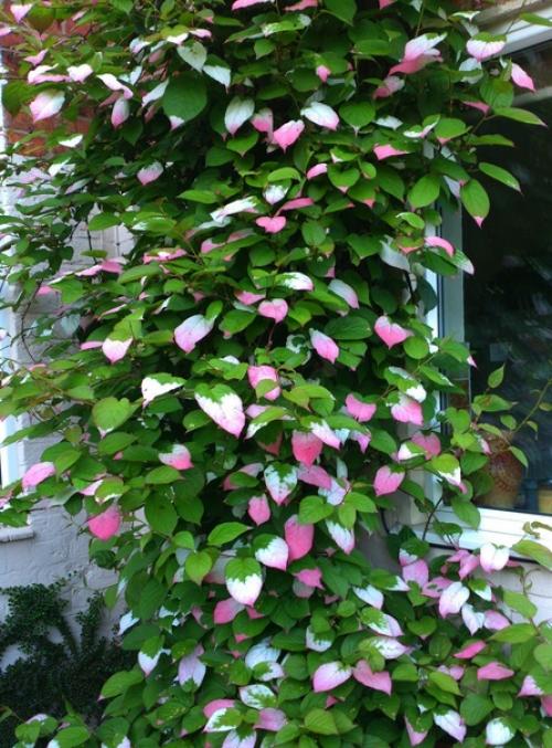 Я периодически рассказываю о том, что у нас происходит на участке. 05