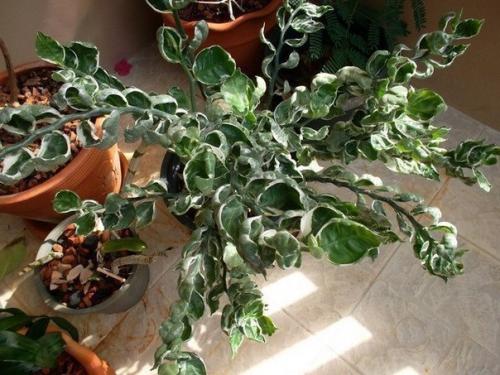 Педилантус титималоидный: уход и размножение. 07 Педилантус титималоидный: уход и размножение. 07