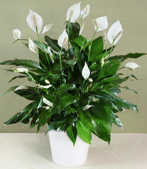 Спатифиллум или Женское Счастье. 01 Спатифиллум или Женское Счастье. 01