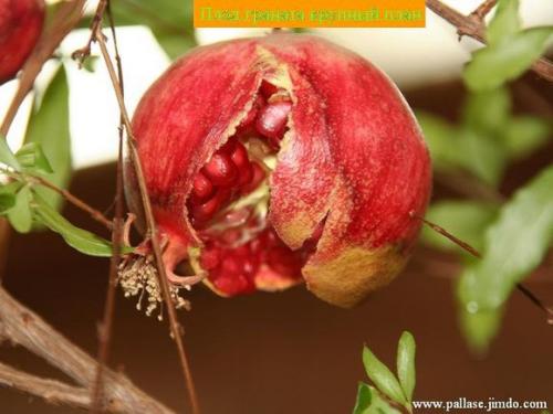 Кулон из настоящего карликового граната. 01