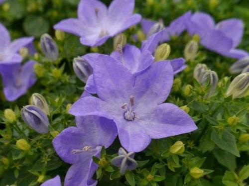 Комнатные колокольчики.  Все о кампануле в комнатной культуре. 05