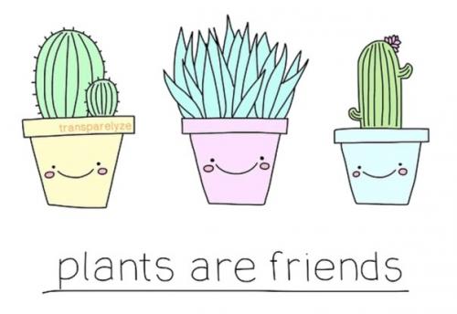 Польза комнатных растений (o?