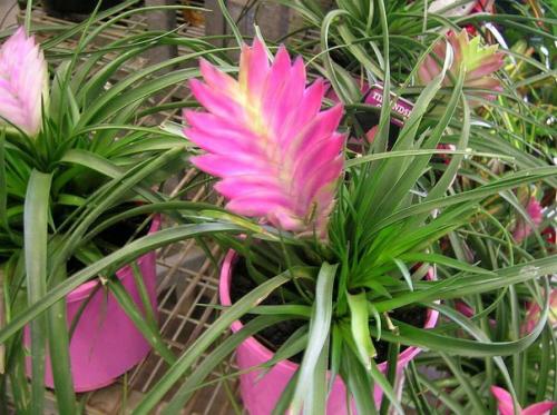 Семейство бромелиевых?   Семейство бромелиевые (Bromeliaceae) объединяет более 2000 видов наземных и эпифитных растений. 04