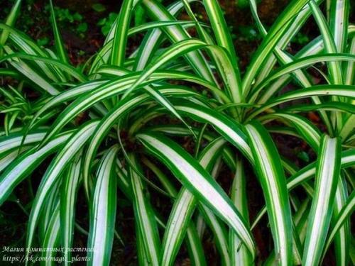 Хлорофитум. Хлорофитум, именно то самое комнатное растение, с которого чаще всего начинается увлечение цветами. 03 Хлорофитум. Хлорофитум, именно то самое комнатное растение, с которого чаще всего начинается увлечение цветами. 03