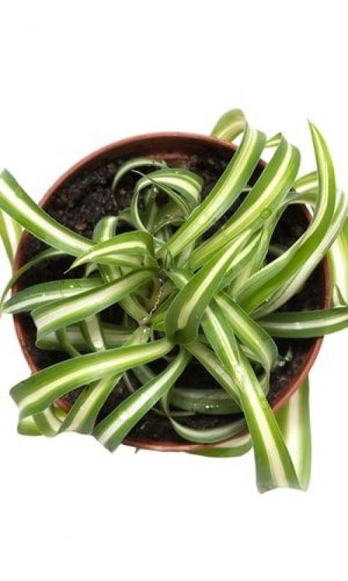 Хлорофитум - зеленый Паучок. 01