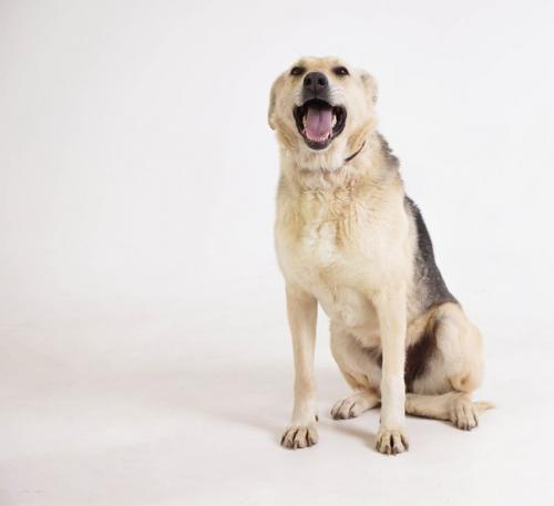 А это марсюша греется в лучах солнышка и примеряет на себя домашний интерьер. 02