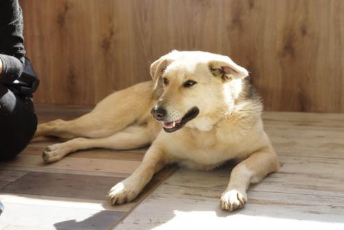 А это марсюша греется в лучах солнышка и примеряет на себя домашний интерьер.