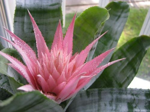 Семейство бромелиевых?   Семейство бромелиевые (Bromeliaceae) объединяет более 2000 видов наземных и эпифитных растений. 02