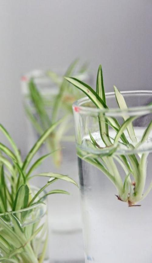 Хлорофитум - зеленый Паучок. 03