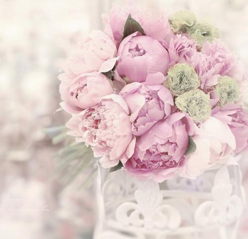 Вот и зацвели пионы. 03 Вот и зацвели пионы. 03