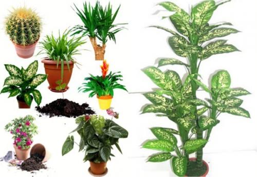 Магия домашних растений.

