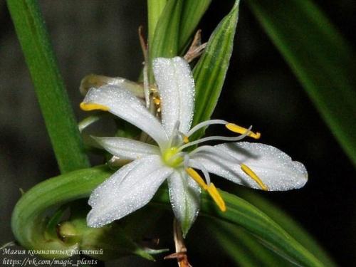 Хлорофитум. Хлорофитум, именно то самое комнатное растение, с которого чаще всего начинается увлечение цветами. 01 Хлорофитум. Хлорофитум, именно то самое комнатное растение, с которого чаще всего начинается увлечение цветами. 01