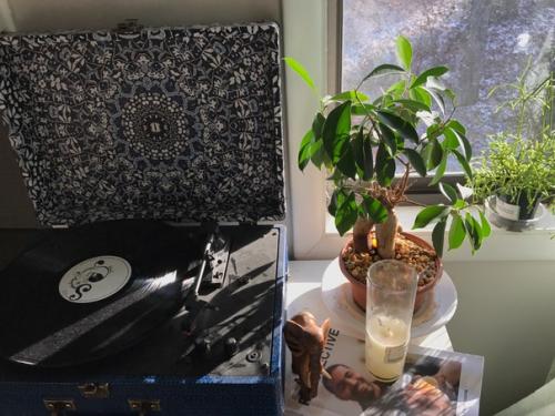 10 растений для идеального микроклимата в доме?