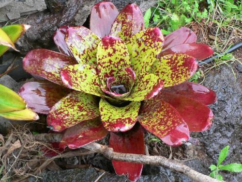 Семейство бромелиевых?   Семейство бромелиевые (Bromeliaceae) объединяет более 2000 видов наземных и эпифитных растений. 03