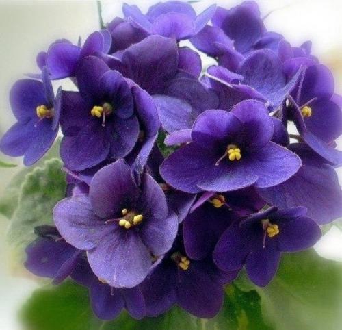 Растения, которые действительно принесут в ваш дом настоящую любовь!