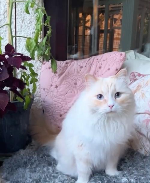 Наш балкон - это маленькая жемчужина дома. 04