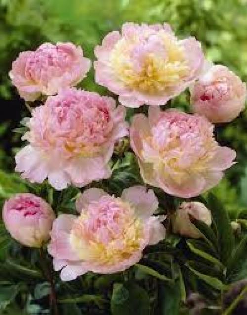 Вот и зацвели пионы. 01 Вот и зацвели пионы. 01