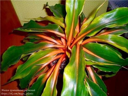 Хлорофитум. Хлорофитум, именно то самое комнатное растение, с которого чаще всего начинается увлечение цветами. 04 Хлорофитум. Хлорофитум, именно то самое комнатное растение, с которого чаще всего начинается увлечение цветами. 04